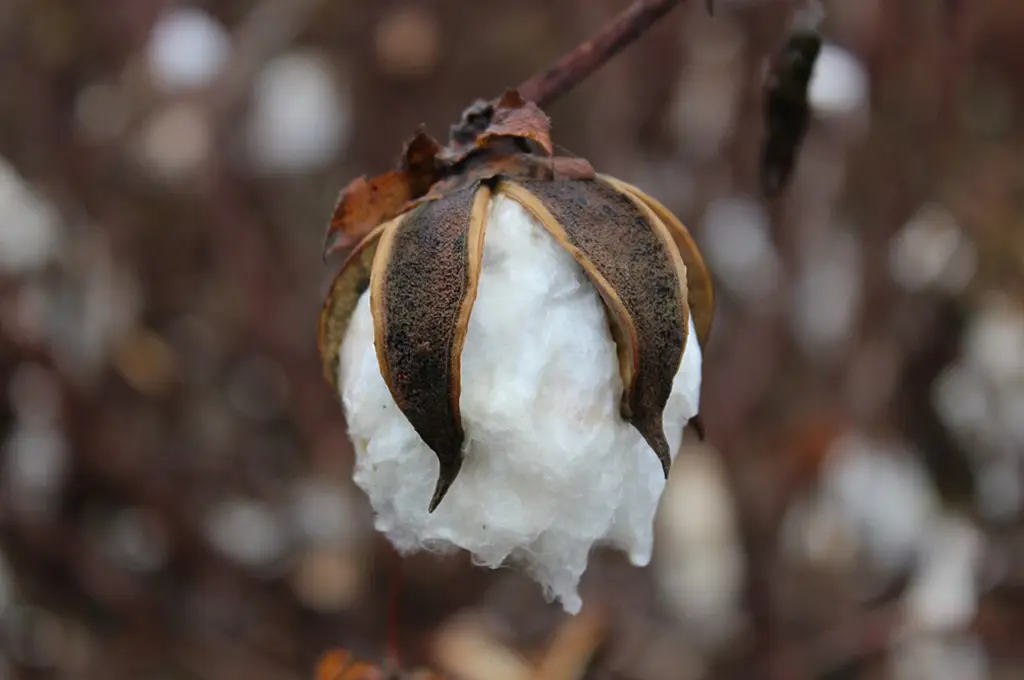 Fiore di cotone prima della raccolta